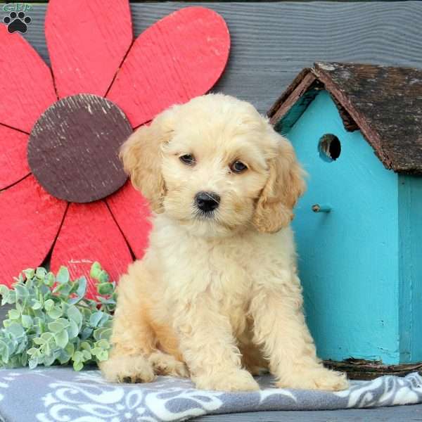 Newton, Cockapoo Puppy