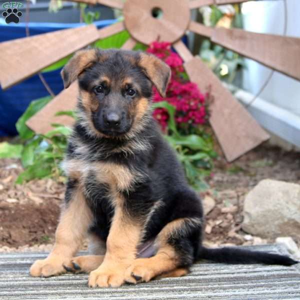 Nick, German Shepherd Puppy