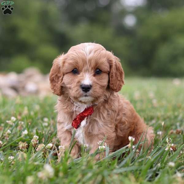 Nico, Cavapoo Puppy