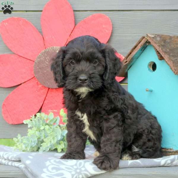 Nico, Cockapoo Puppy