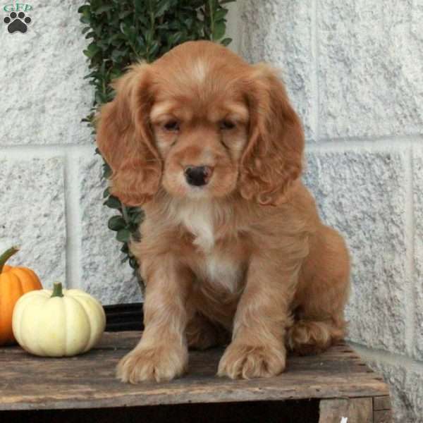 Nicola, Cocker Spaniel Puppy