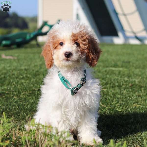 Niles, Mini Goldendoodle Puppy