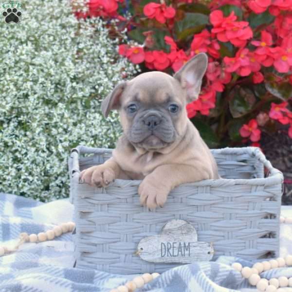 Nili, French Bulldog Puppy