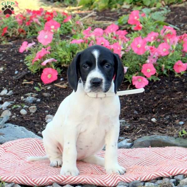 Nina, English Springer Spaniel Mix Puppy