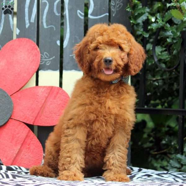 Noah, Mini Goldendoodle Puppy