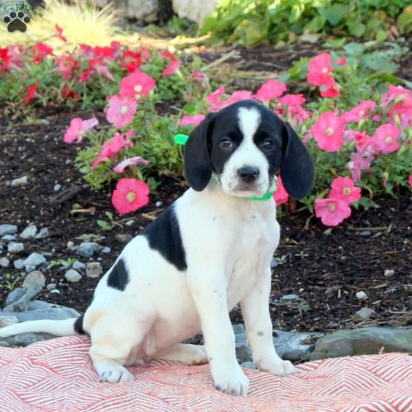 Noelle, English Springer Spaniel Mix Puppy