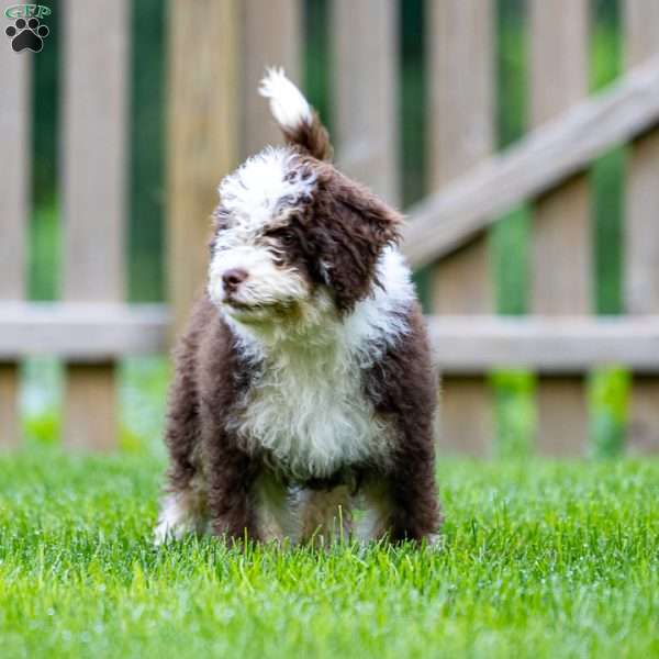 Noki, Mini Bernedoodle Puppy