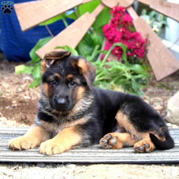 Nolan, German Shepherd Puppy