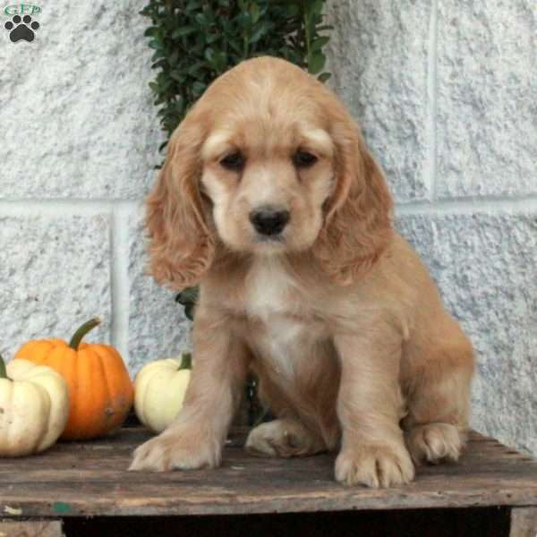 Nora, Cocker Spaniel Puppy