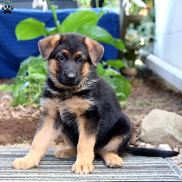 Nora, German Shepherd Puppy