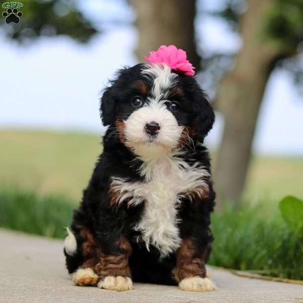 Nora, Mini Bernedoodle Puppy