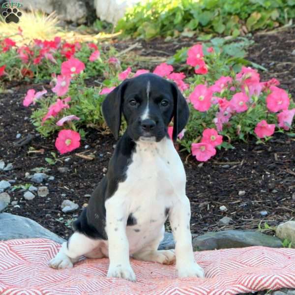 Nori, English Springer Spaniel Mix Puppy