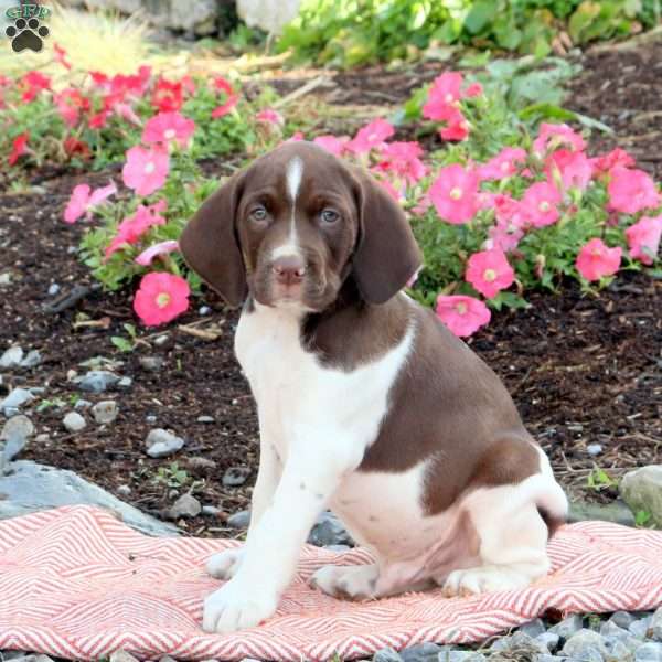 Norris, English Springer Spaniel Mix Puppy