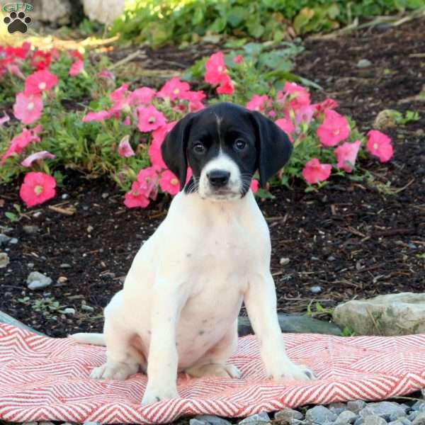 Nova, English Springer Spaniel Mix Puppy