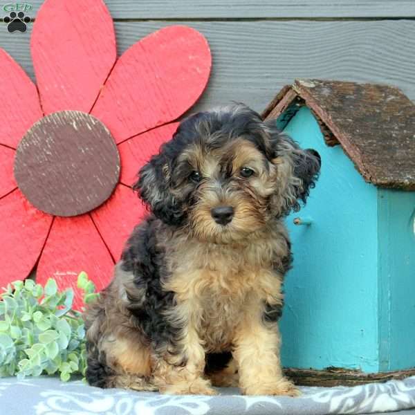 Nova, Cockapoo Puppy