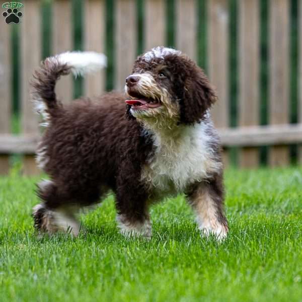 Nugget, Mini Bernedoodle Puppy