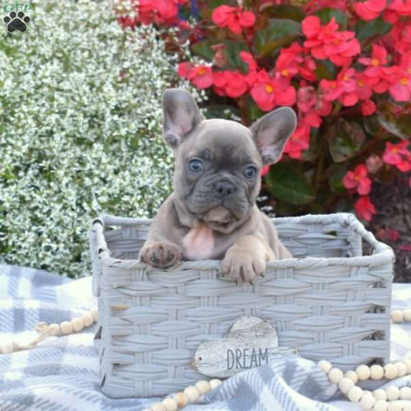 Nugget, French Bulldog Puppy