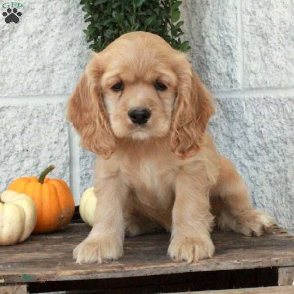 Nutmeg, Cocker Spaniel Puppy