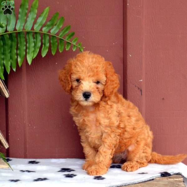 Oakley, Cavapoo Puppy