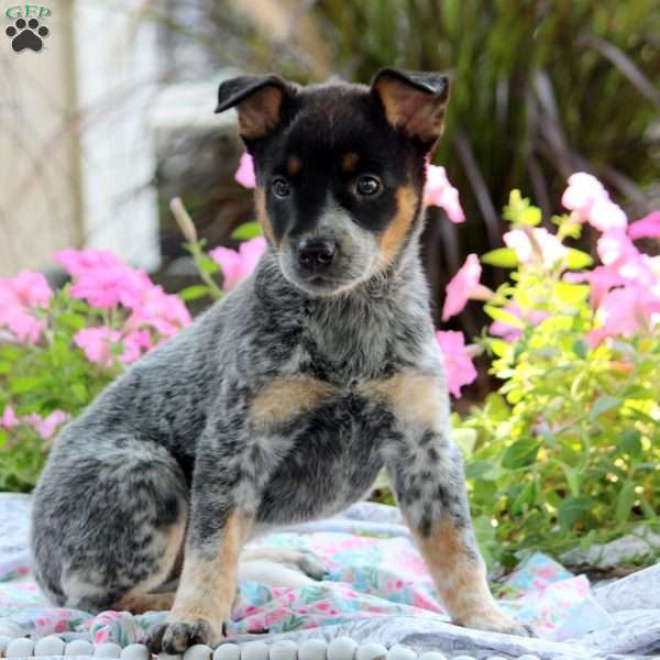 Oakley, Blue Heeler – Australian Cattle Dog Puppy