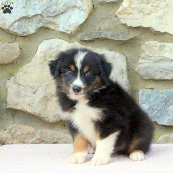 Oakley, Miniature Australian Shepherd Puppy