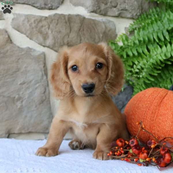 Oakley-Miniature, Dachshund Puppy