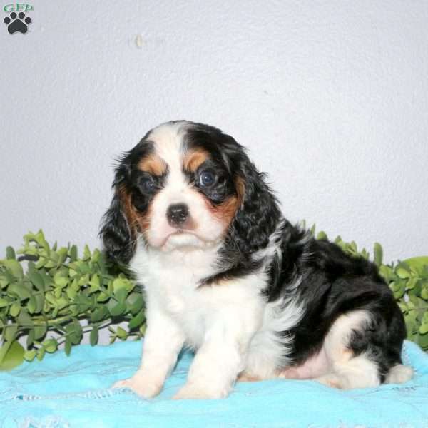 Obadiah, Cavalier King Charles Mix Puppy