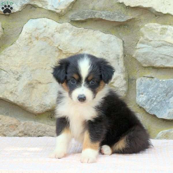 Ocean, Miniature Australian Shepherd Puppy