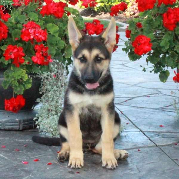 Odessa, German Shepherd Puppy