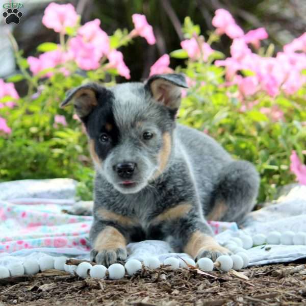 Odette, Blue Heeler – Australian Cattle Dog Puppy