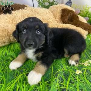 Colton, Miniature Australian Shepherd Puppy