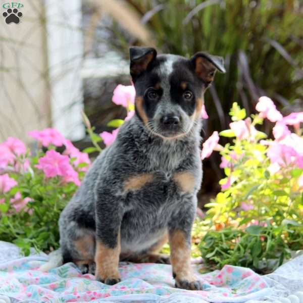 Olga, Blue Heeler – Australian Cattle Dog Puppy