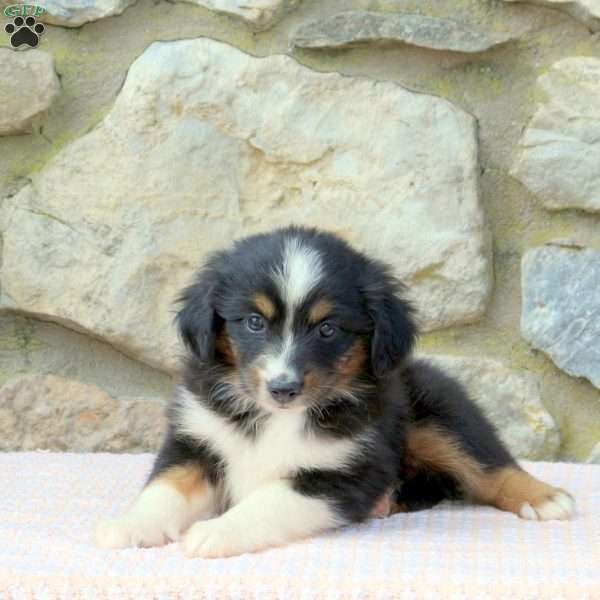 Olive, Miniature Australian Shepherd Puppy