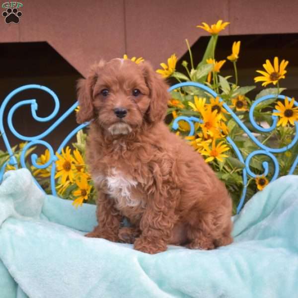 Oliver, Cavapoo Puppy