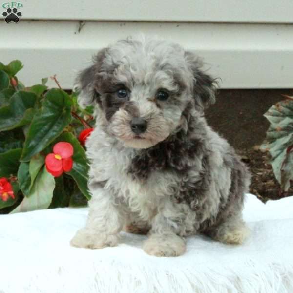 Oliver, Toy Poodle Puppy