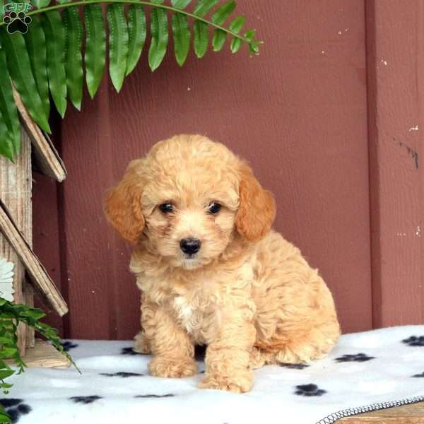 Oliver, Cavapoo Puppy