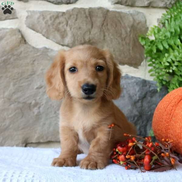 Oliver-Miniature, Dachshund Puppy