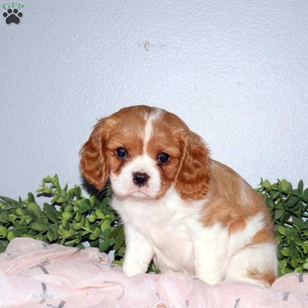 Olivia, Cavalier King Charles Mix Puppy