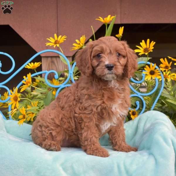 Olivia, Cavapoo Puppy