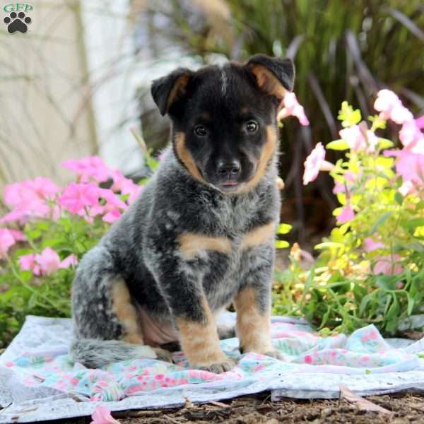 Olivia, Blue Heeler – Australian Cattle Dog Puppy