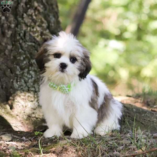 Ollie, Lhasa Apso Puppy