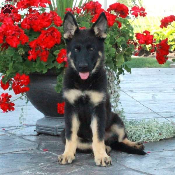 Olympia, German Shepherd Puppy