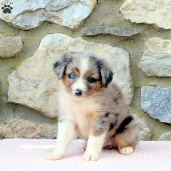 Onyx, Miniature Australian Shepherd Puppy