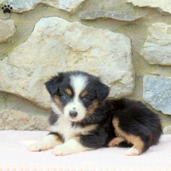 Opal, Miniature Australian Shepherd Puppy