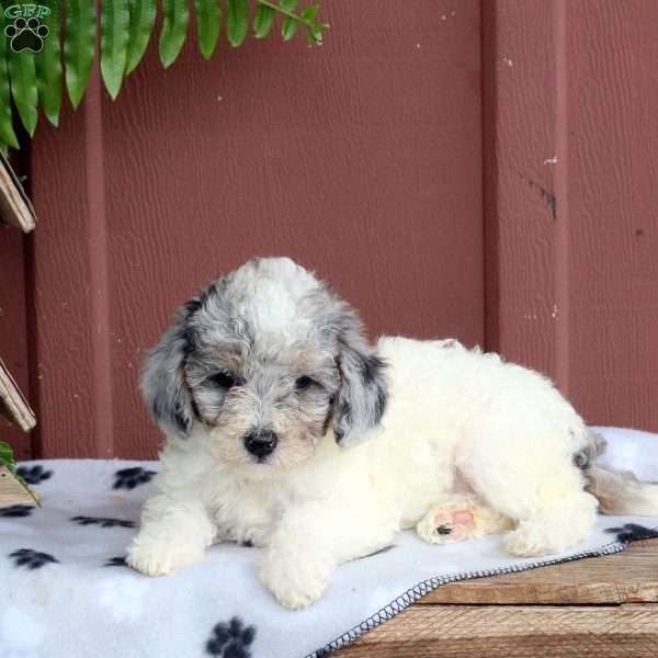 Opal, Cavapoo Puppy