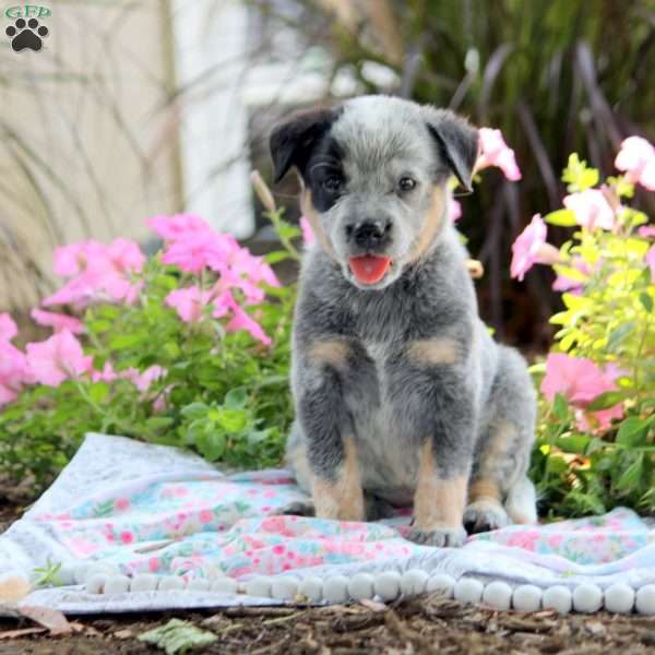 Opal, Blue Heeler – Australian Cattle Dog Puppy