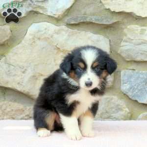 Opal, Miniature Australian Shepherd Puppy