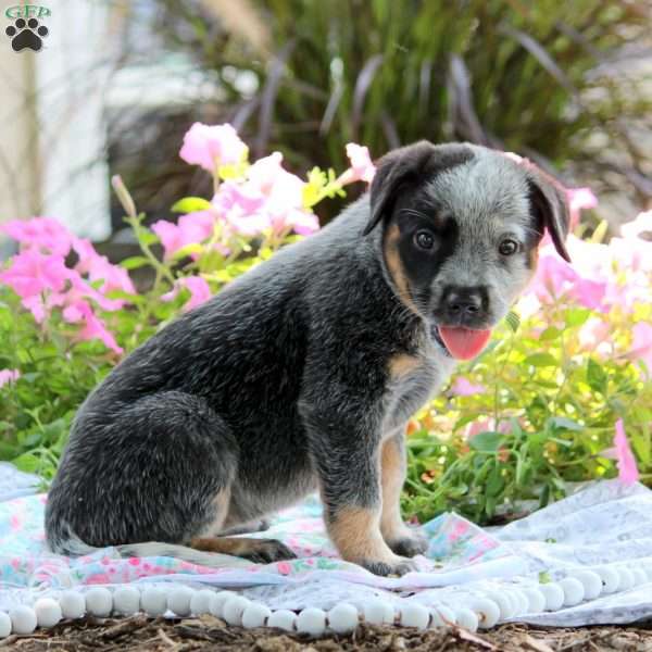 Ophelia, Blue Heeler – Australian Cattle Dog Puppy