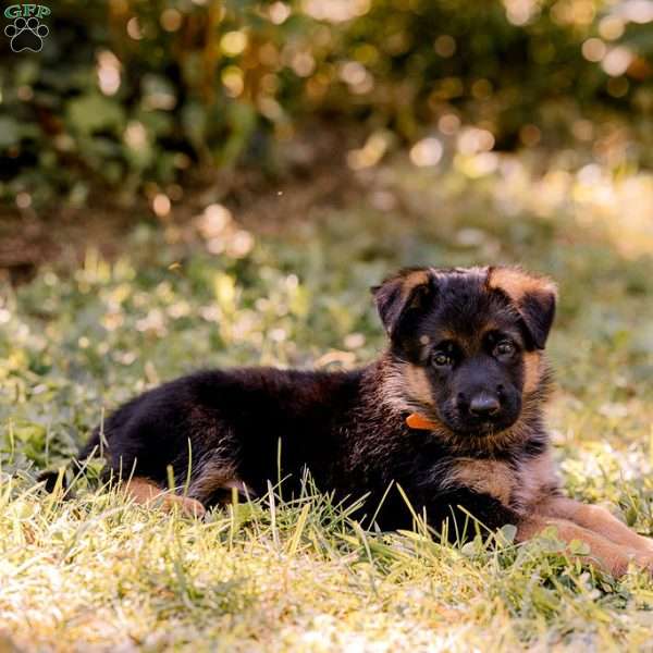 Patsy, German Shepherd Puppy