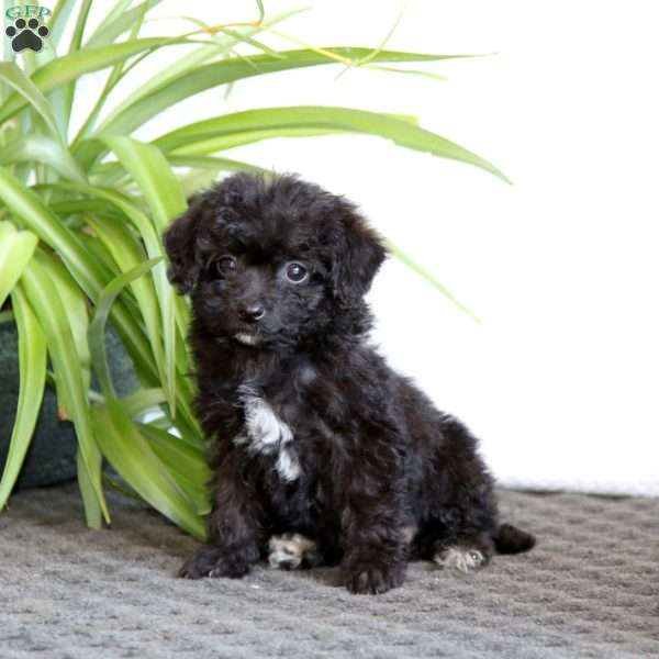 Oreo, Mini Labradoodle Puppy